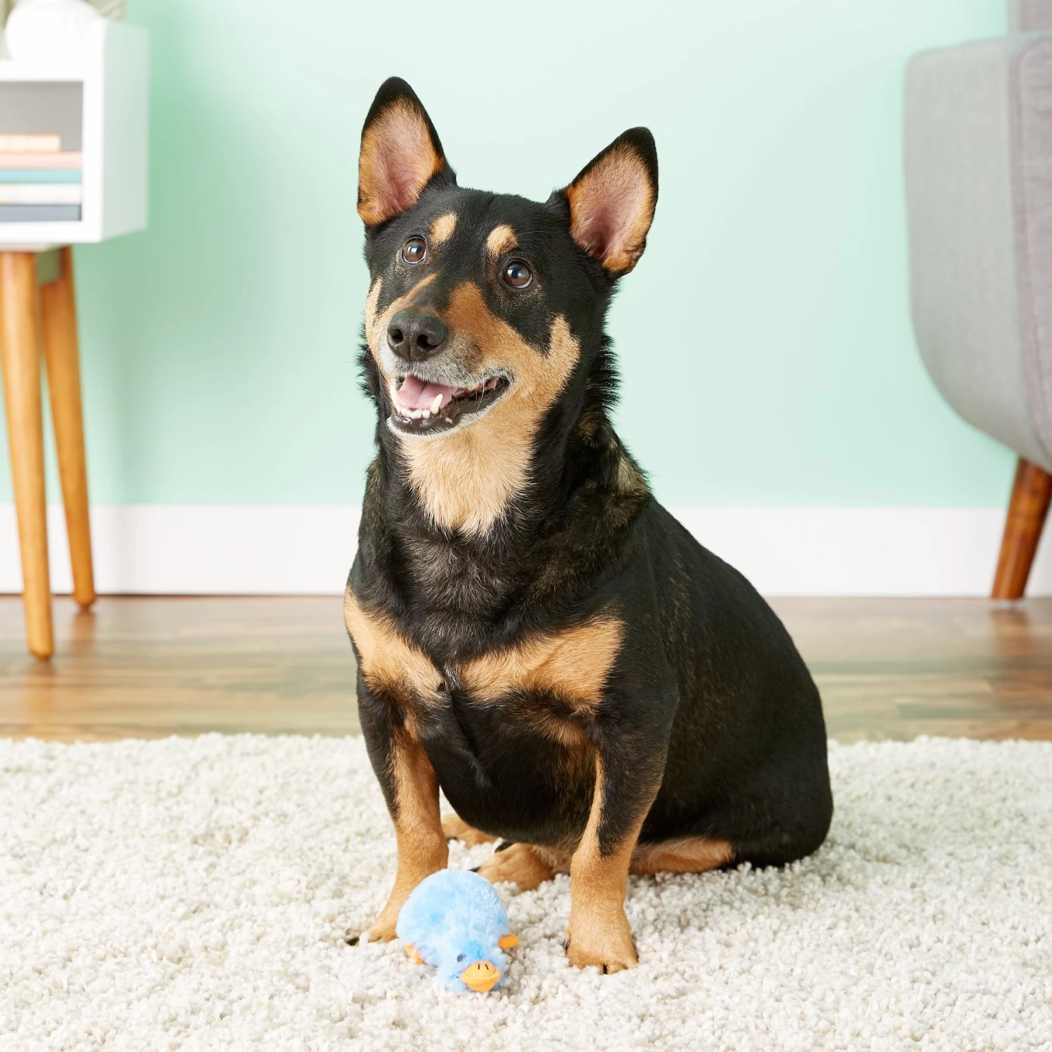 Multipet Duckworth Squeaky Plush Dog Toy, Color Varies - Image 2