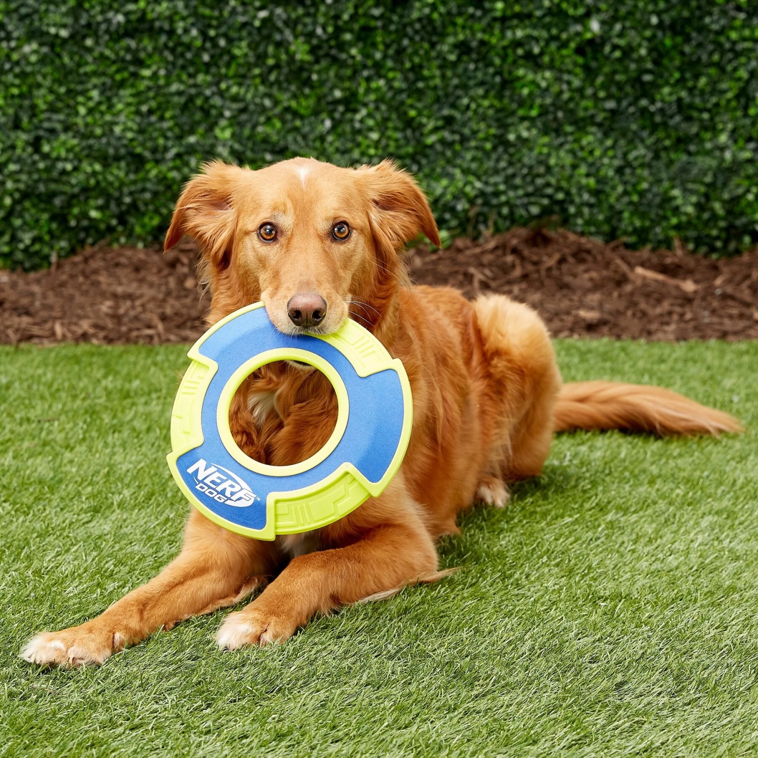 Nerf Dog Nylon & Foam Mega Tuff Fabric Flyer Dog Toy - Image 3