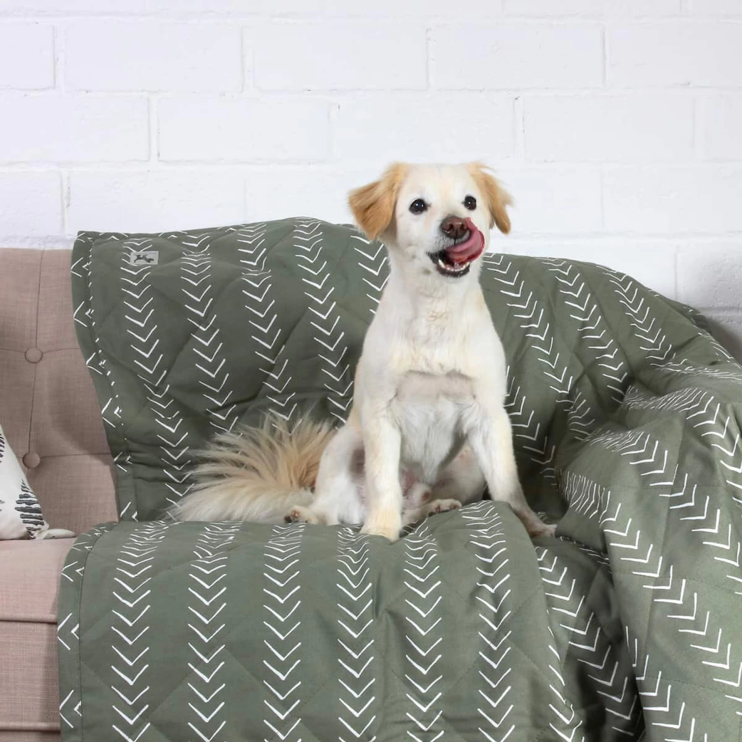 Molly Mutt Forever Young Dog Blanket