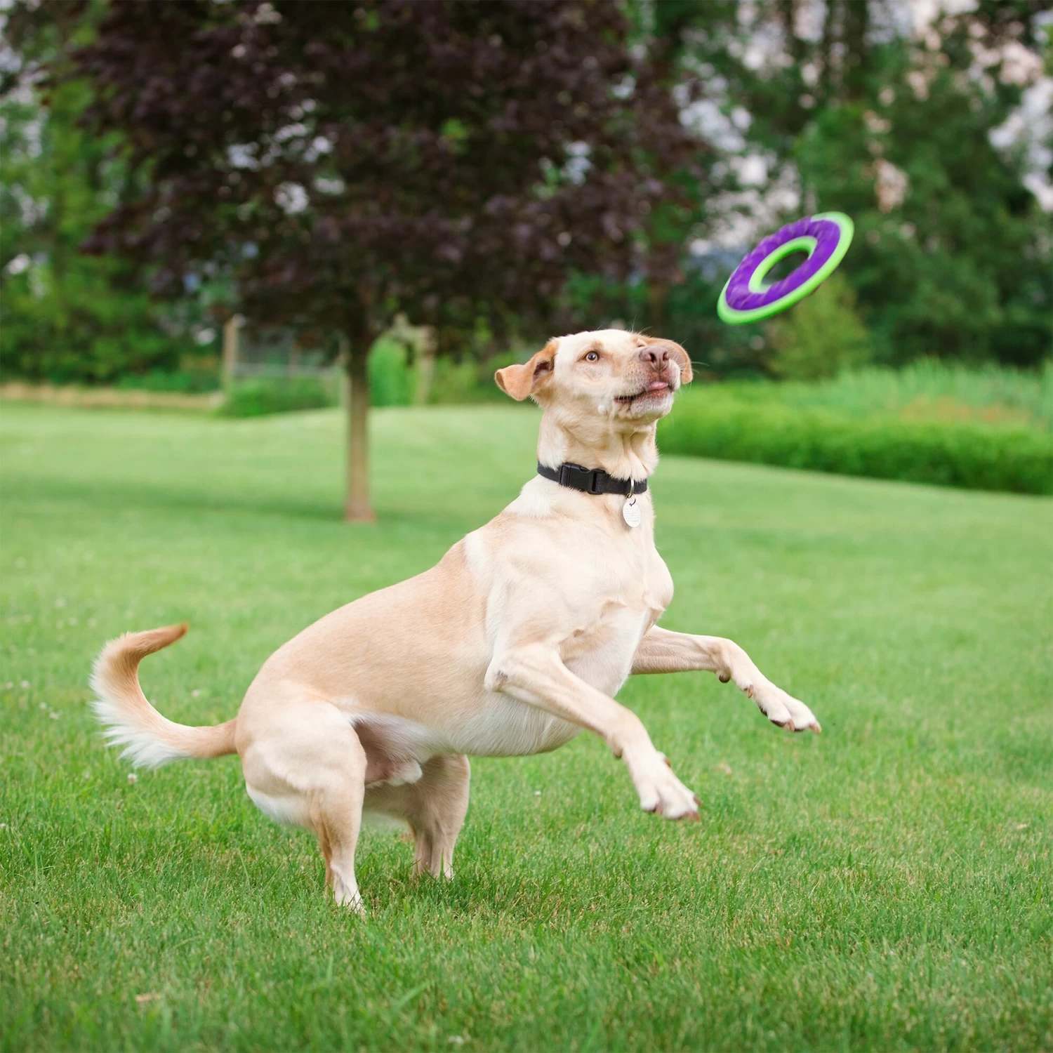 Caitec Outer Armor Ring Dog Toy - Image 3