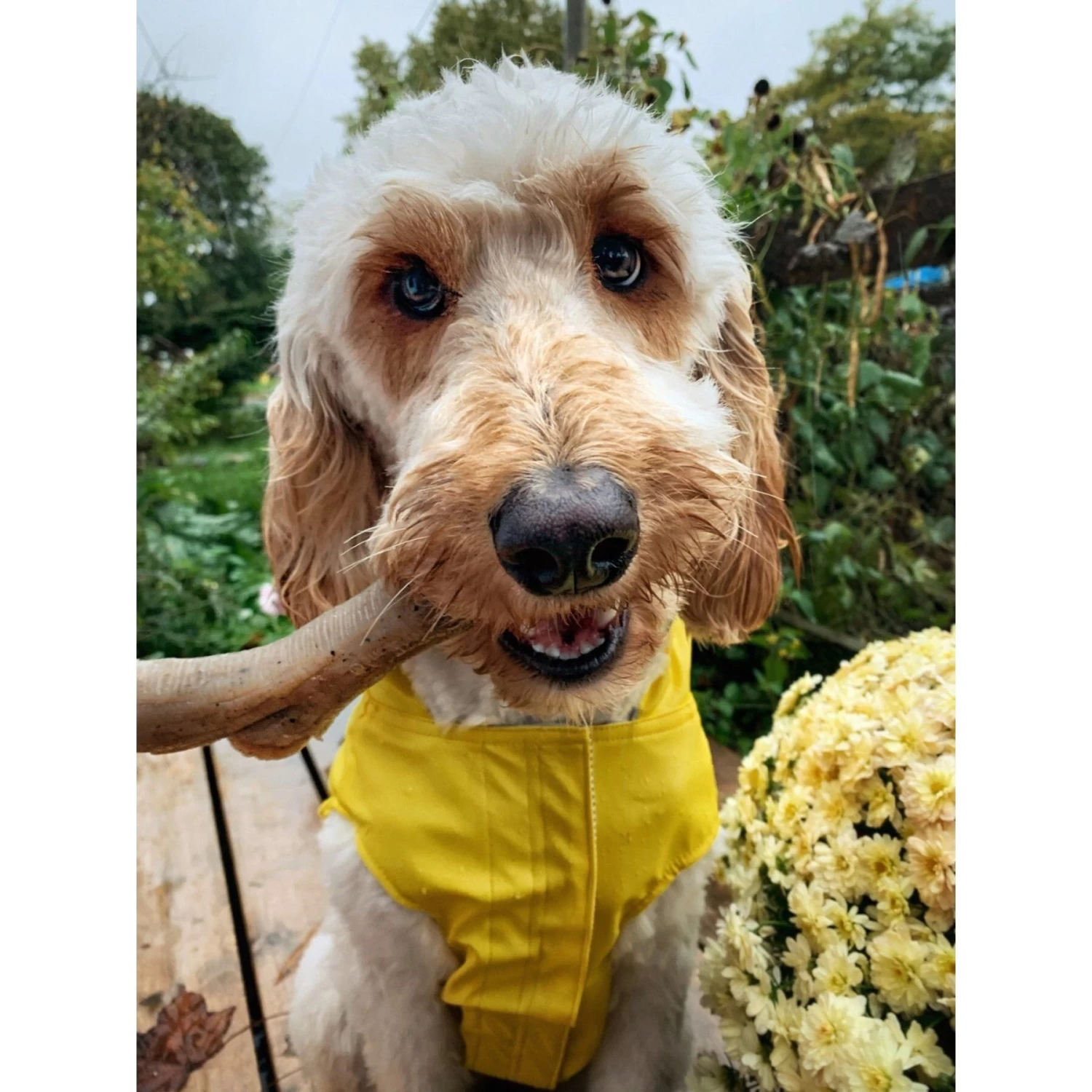 Nylabone Gourmet Style Strong Chew Dog Chew Toy Bundle, Bacon & Peanut Butter - Image 3