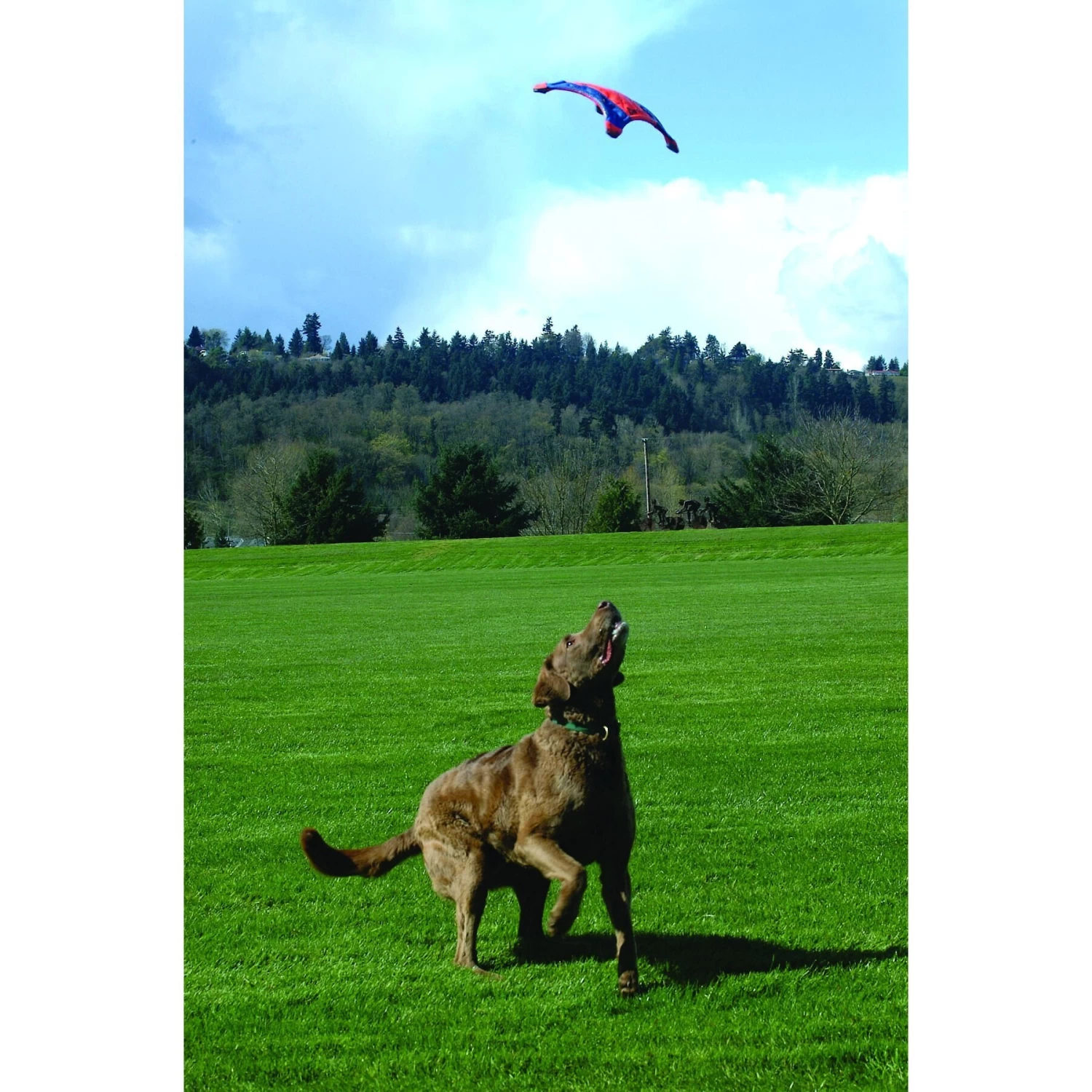 Chuckit! Flying Squirrel Dog Toy, Color Varies - Image 3