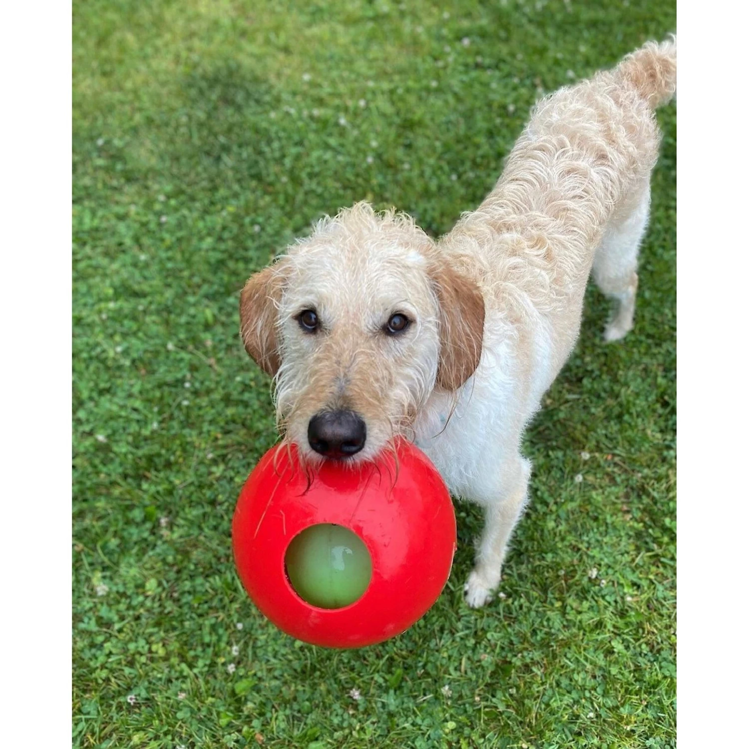 Jolly Pets Teaser Ball Dog Toy, Red - Image 2