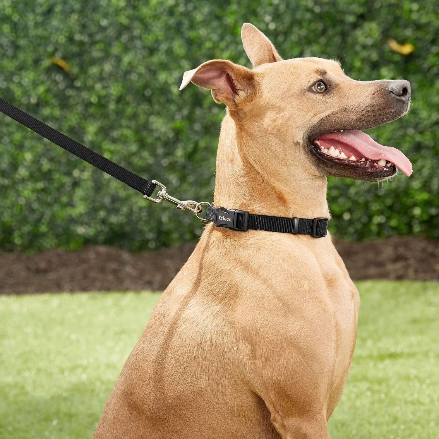 Frisco Solid Nylon Dog Leash + 4 Items - Image 5