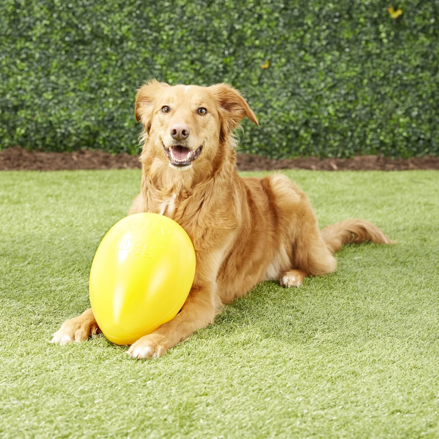 Jolly Pets Jolly Egg Dog Toy, Yellow - Image 3