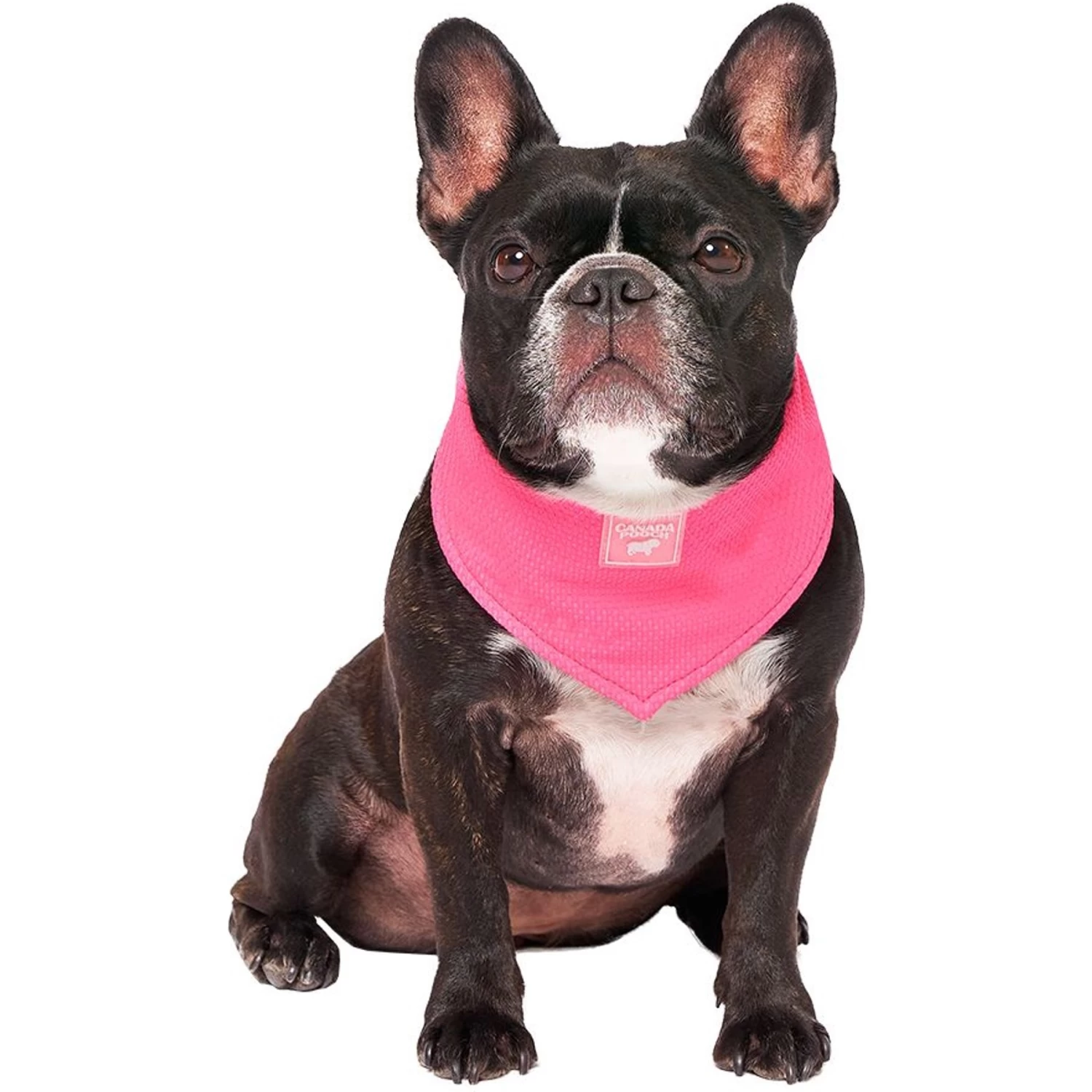 Canada Pooch Chill Seeker Cooling Dog Bandana - Image 2