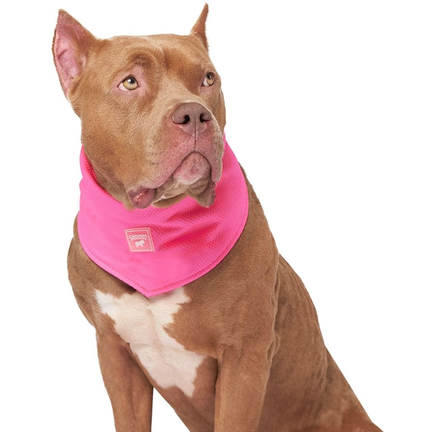 Canada Pooch Chill Seeker Cooling Dog Bandana - Image 3