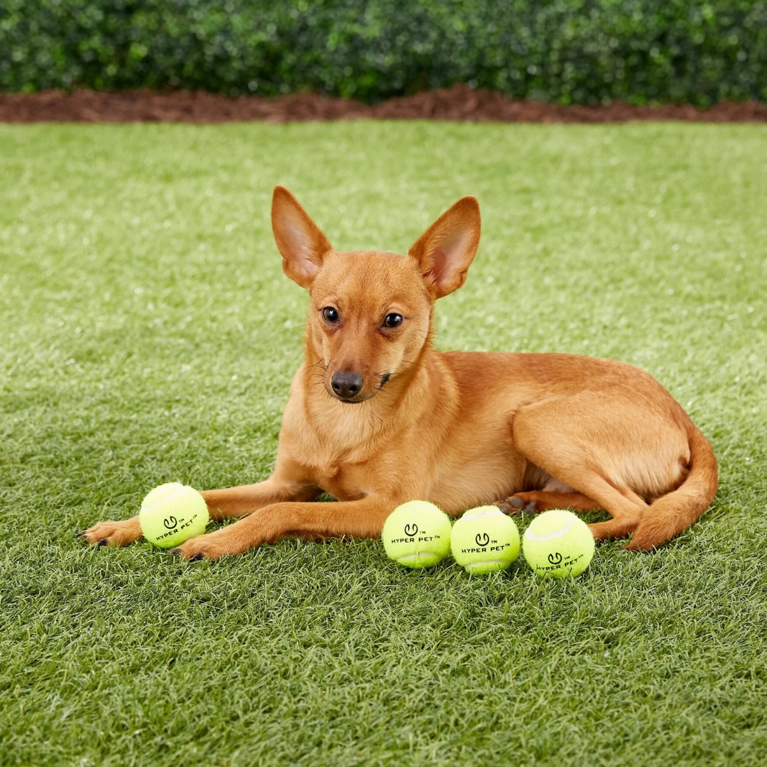 Hyper Pet K9 Kannon Mini K2 Dog Toy - Image 6