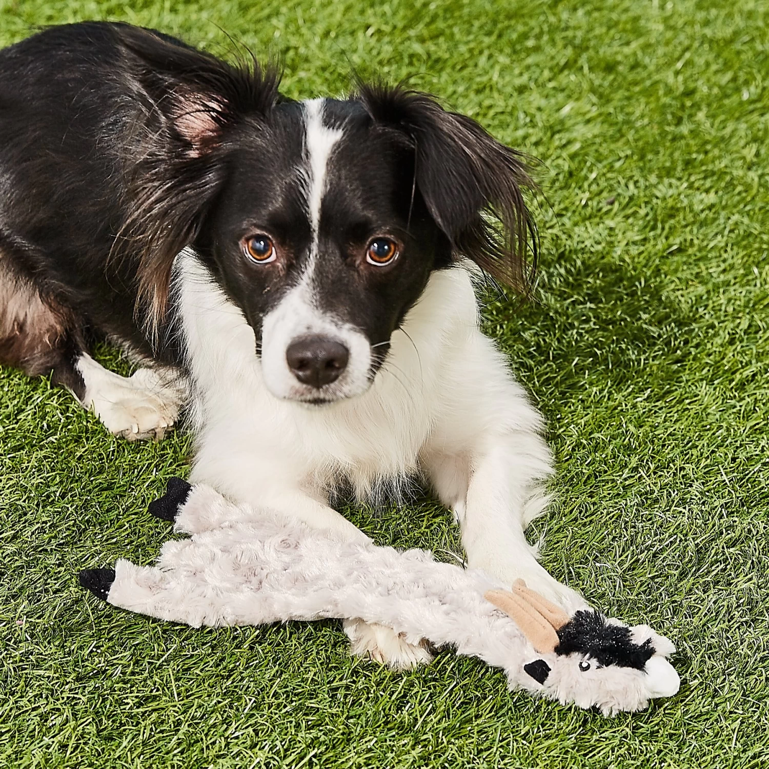 Ethical Pet Skinneeez Crinklers Goat Stuffing-Free Squeaky Plush Dog Toy - Image 4