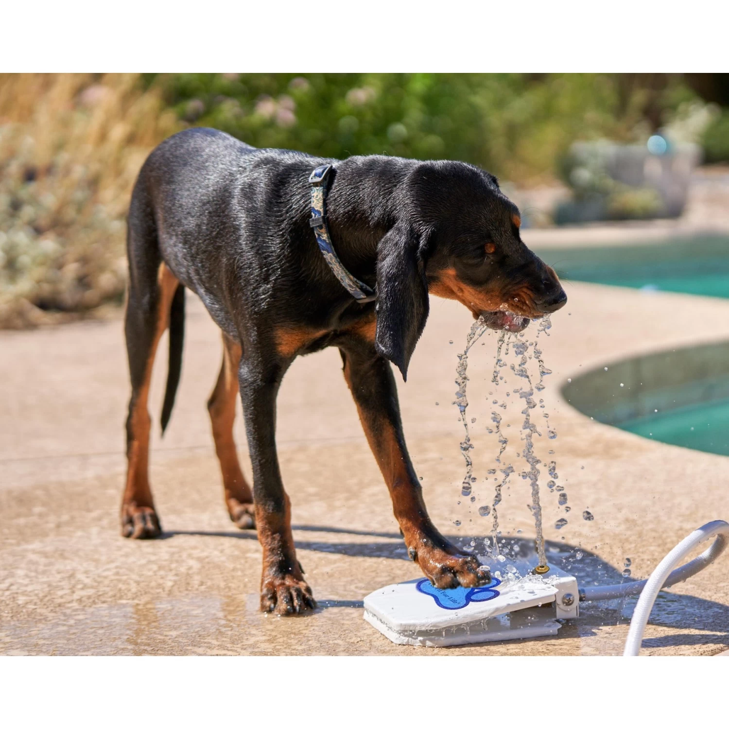 Pet Fit For Life Dog Step-on Sprinkler Dog Toy, Silver - Image 2