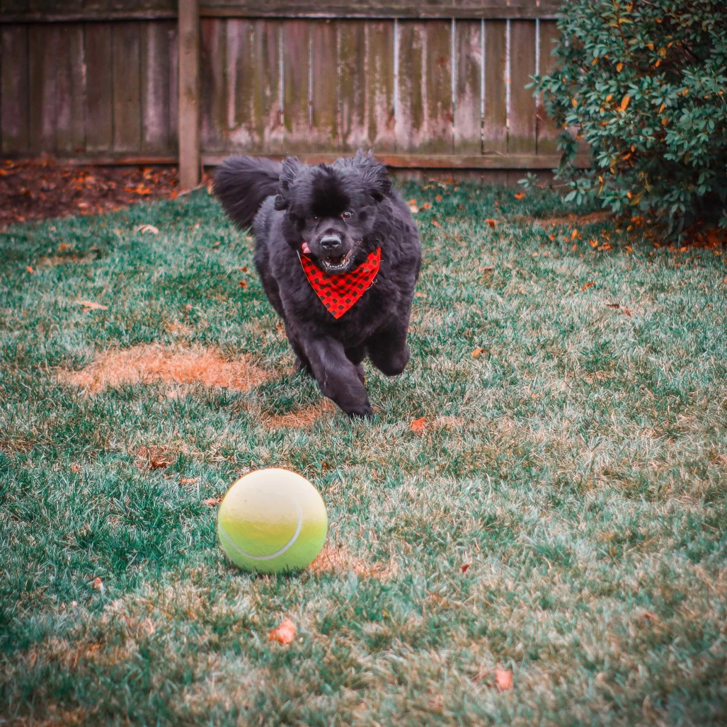 Pet Fit For Life Dog Step-on Sprinkler Dog Toy, Silver - Image 7