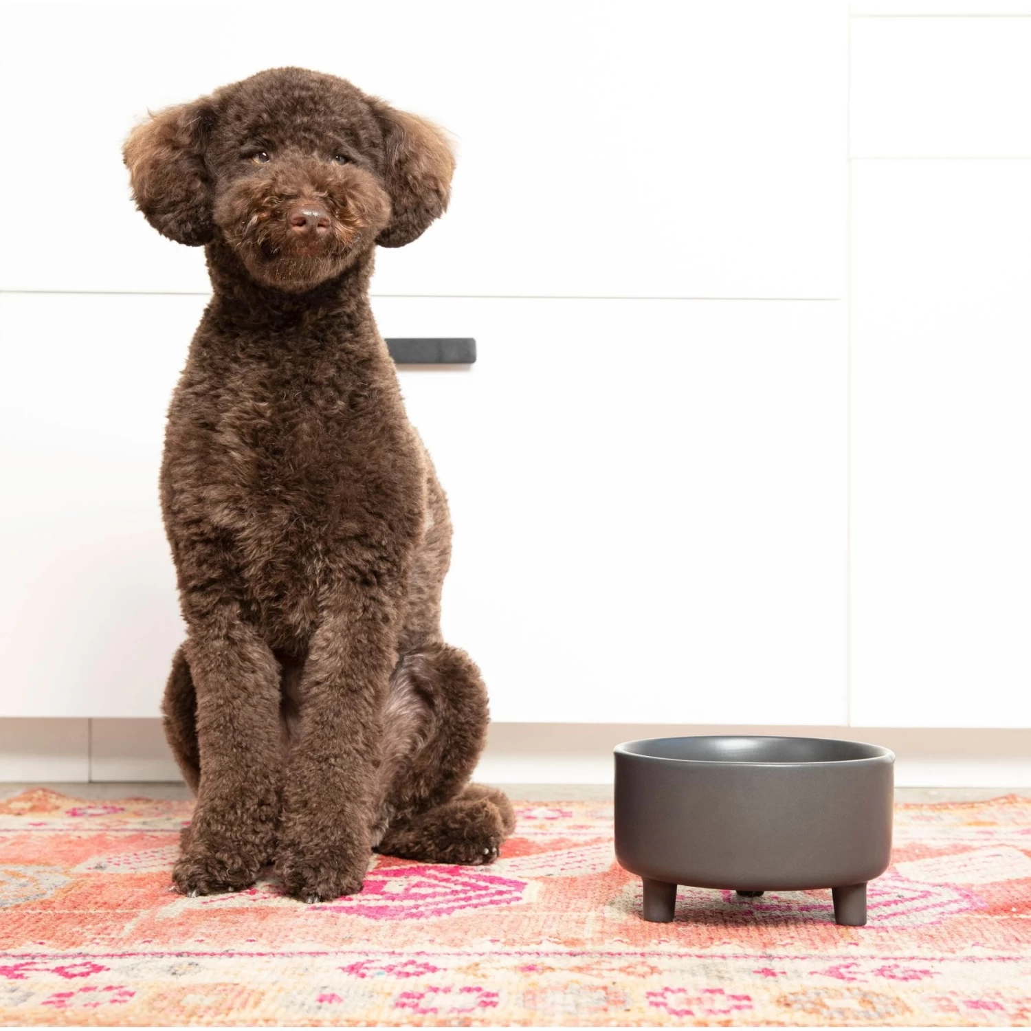 Waggo Uplift Elevated Ceramic Cat & Dog Bowl - Image 2